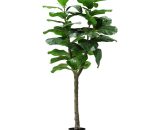Pianta Ficus Lyrata H. 130 Cm 60 Foglie IT-BIA-P2150570 8023755056452